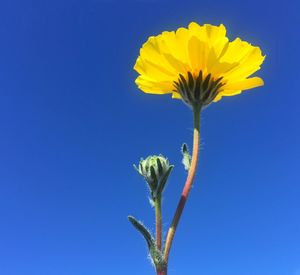 Low angle view of yellow flowers blooming against clear blue sky