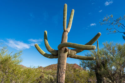 Low angle view of succulent plant against blue sky