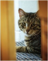 Close-up portrait of cat at home