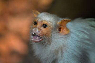 Close up of monkey