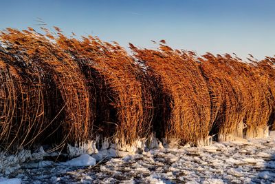 winter