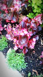 Close-up of flowers blooming outdoors