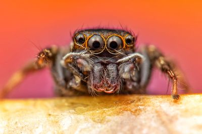 Close-up of spider