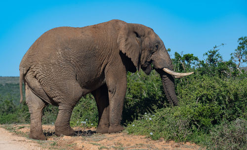 Elephant in the wild and savannah landscape of south africa