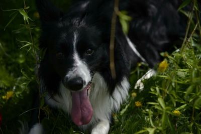 Portrait of a dog