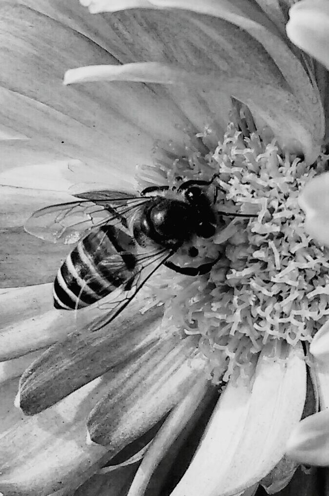 CLOSE-UP OF BEE POLLINATING FLOWER