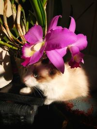 Close-up of cat on pink flower