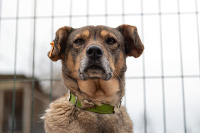 Dog waiting for adoption in animal shelter. homeless dog in the shelter. stray animals concept.