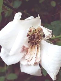 Close-up of white flowers