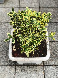 High angle view of potted plant