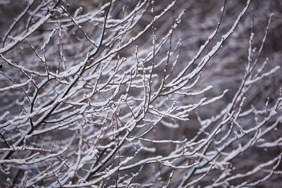 Full frame shot of frozen plant