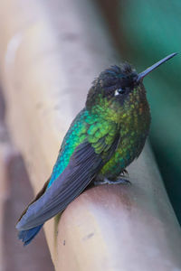 High angle view of hummingbird perching on railing