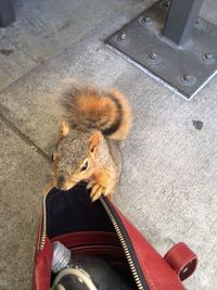 High angle view of squirrel on floor