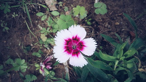 Close-up of pink flower