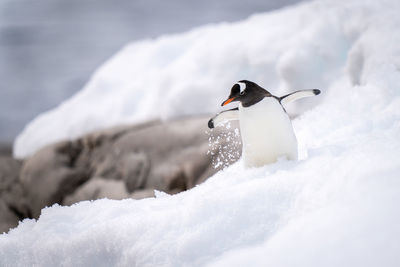 Gentoo penguin slips on snow near rocks