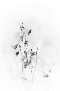 Close-up of wilted plant against sky