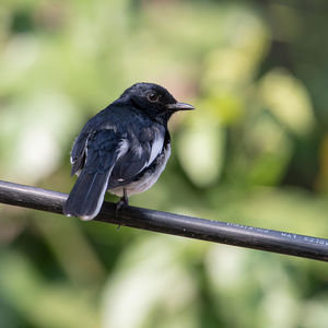 Close-up of bird perching on a tree