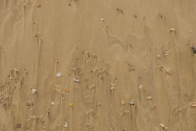 High angle view of footprints on sand at beach