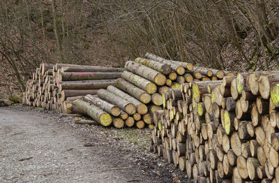 Stack of logs in forest