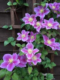 High angle view of pink flowering plant