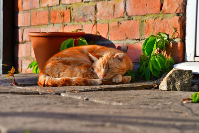 Cat sleeping on wall