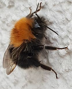 High angle view of insect on snow