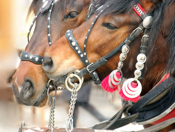 Two cab horses in love