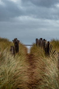 Panoramic view of wooden posts on field against sky