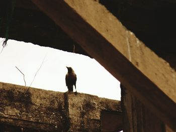 Close-up of bird perching on wall