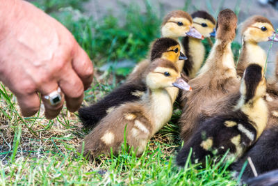Close-up of ducks on grass