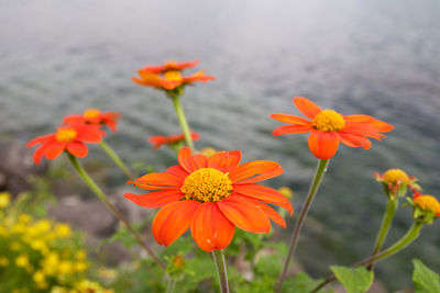 High angle view of orange flowers blooming by lake