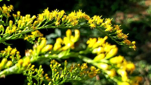 Close-up of yellow flowering plant