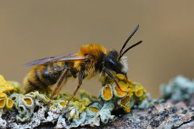 Detailed closeup on a hairy male tawny mining bee, andrena fulva sitting on wood