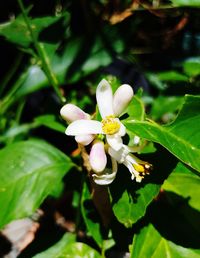 Close-up of white flowers blooming outdoors