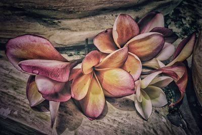 Close-up of frangipani blooming outdoors