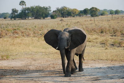 Elephant walking on landscape against sky