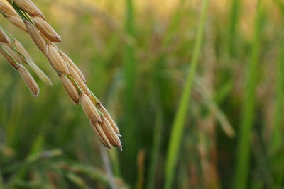 Close-up of wheat growing on farm