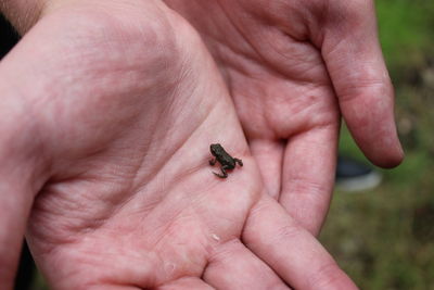 Close-up of insect on hand