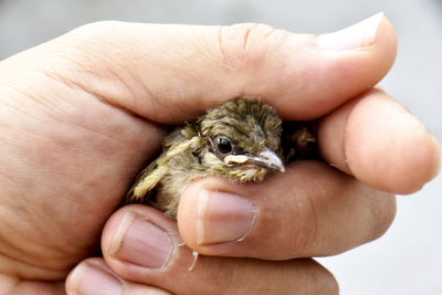 The injured little brown bird is in his gentle hand on a white background.