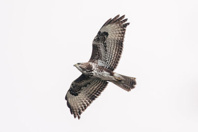 Bird flying over white background