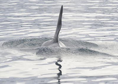 Whale swimming in sea at iceland