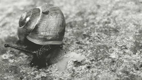 Close-up of snail