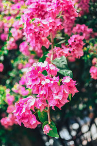 Close-up of pink flowering plant