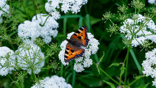 Close-up of butterfly pollinating on flower