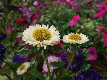 Close-up of pink flowering plants