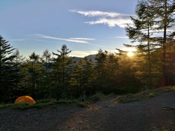 Trees in forest against sky
