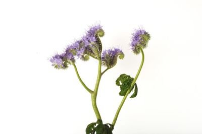 Close-up of flowering plant against white background