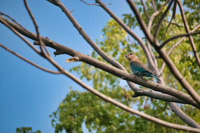 Low angle view of bird perching on branch