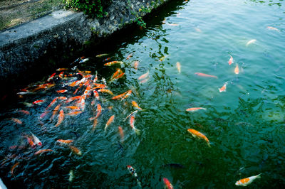 High angle view of koi carps swimming in lake