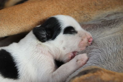 Close-up of a dog sleeping